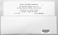 Epichloe typhina image